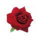 Decorative red velvet rose